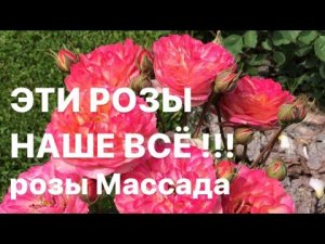 ЭТИ РОЗЫ НАШЕ ВСЁ ? РОЗЫ ДОМИНИКА МАССАДА ?.mp4