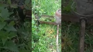 Самодельная газонокосилка. Триммер.