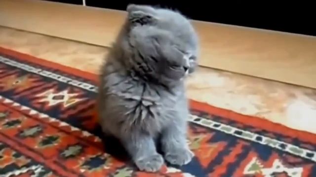Котёнок спит сидя Забавное видео смотреть онлайн