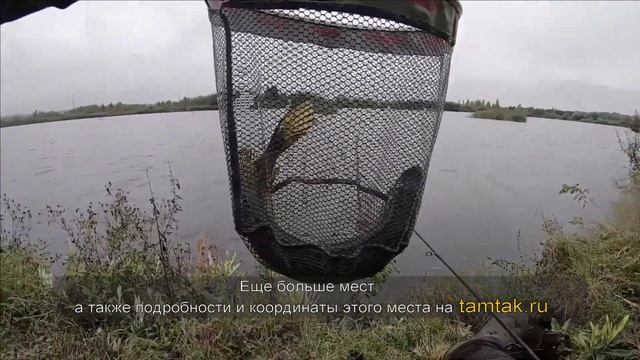 Платная рыбалка на Серегиных озерах в Подмосковье смотреть онлайн