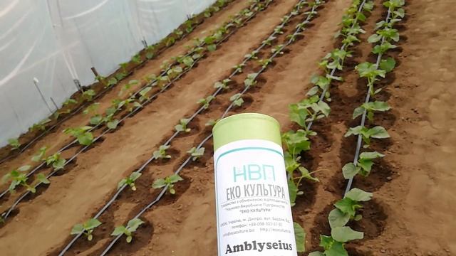 Борьба с трипсом,белокрылкой с ПОМОЩЬЮ БИОМЕТОДА смотреть онлайн