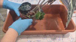 АЛОКАЗИЯ Полли ? УХОД ПЕРЕСАДКА и  РАЗМНОЖЕНИЕ ?