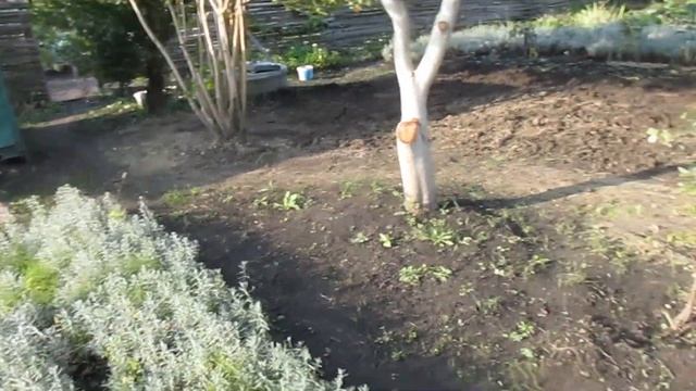 ОБРЕЗКА ОРЕХА В ОКТЯБРЕ смотреть онлайн