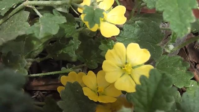 Alkali Sida (Malvella leprosa) (•‿•❀) смотреть онлайн