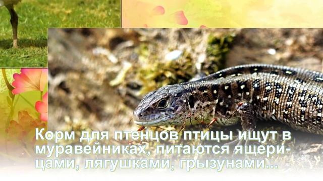 Дрофа - редкая птица смотреть онлайн