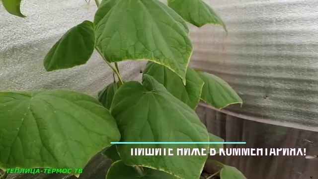 Нехватка калия на огурцах смотреть онлайн