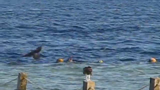 Unusual meeting in the red sea! Необычная встреча в Красном море ❤️ смотреть онлайн