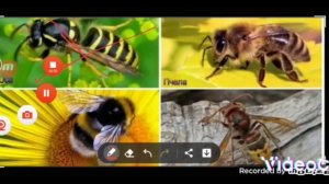 пчела против осы против шершень и шмель