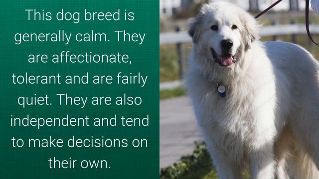 Top 10 Calm Companion Dog Breeds смотреть онлайн