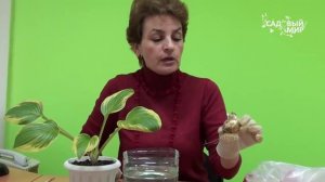 Что делать с тюльпанами после выгонки. Сайт "Садовый мир"