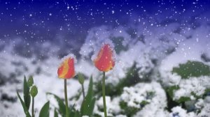 Футаж. Цветы на снегу 56