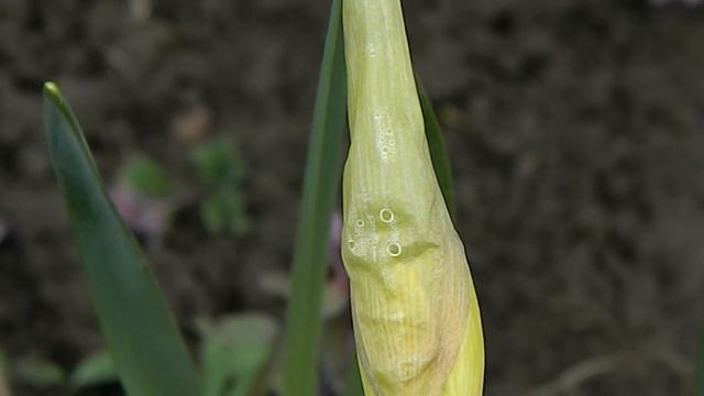 Нарцисс ранний 4 22 03 2020 л смотреть онлайн