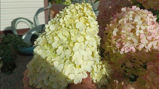 Нам обещают заморозки❄️ Обзор гортензий 🌺 смотреть онлайн