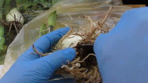 Укоренение гиппеаструма в воде - последствия