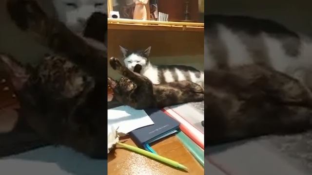 Егоза дома 1 смотреть онлайн