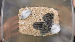 Как определить пол джунгарского и сирийского хомяка? Определение пола хомяка