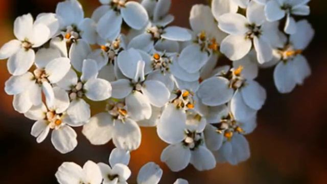 Michael Holmes conducts Sibelius 7th Symphony (Part 1) смотреть онлайн