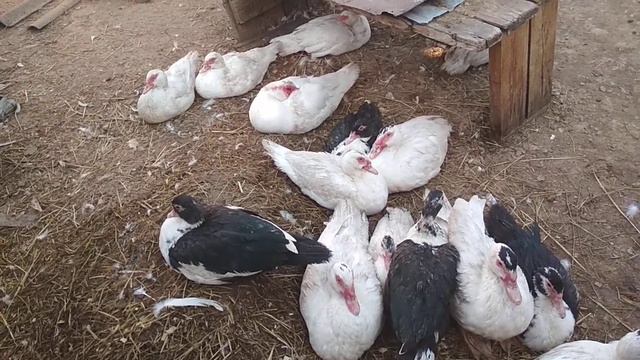 Индоутки. Выбор в пользу молодых. смотреть онлайн