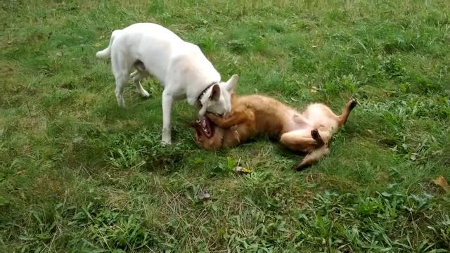 собачки играют смотреть онлайн