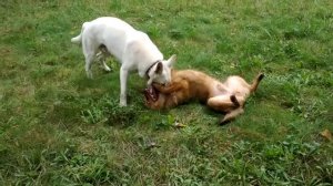 собачки играют