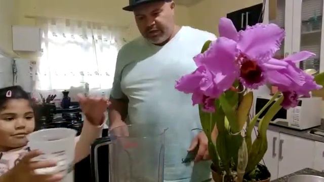 Pudim de pão e Cattleya persivaliana parte 1 смотреть онлайн