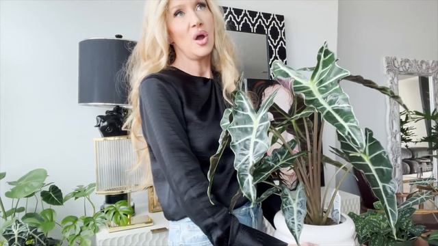 My Office Plant Collection~ Alocasia | Monstera Deliciosa | Silver Sword Philodendron смотреть онлайн