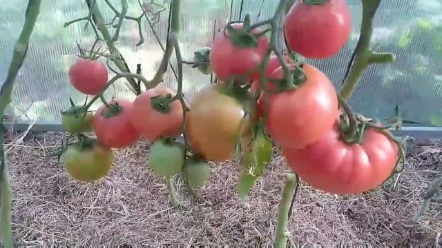 Томат - польские малиновые ? смотреть онлайн