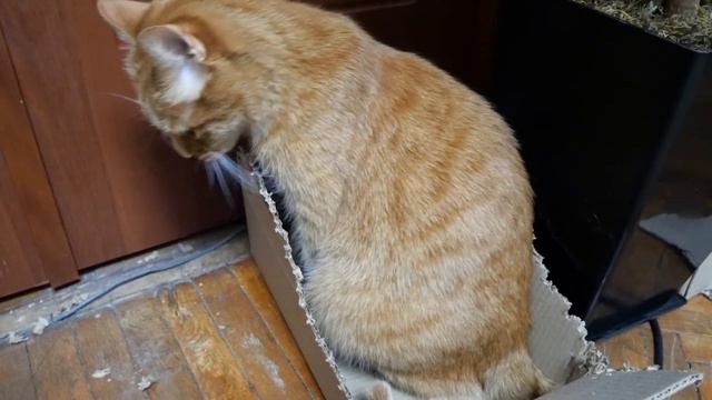 Зачем коты делают ЭТО?!!! Странное поведение Барсика... смотреть онлайн