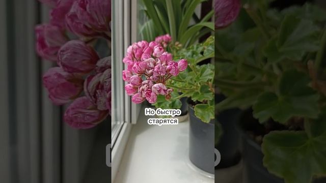 "Тюльпанка" к июлю: ну не нравится и всё тут. Нескладная пеларгония смотреть онлайн