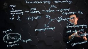 Темновая фаза фотосинтеза. 11 класс.
