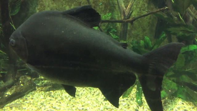 Иерусалимский зоопарк смотреть онлайн