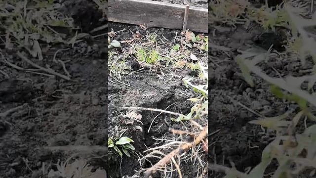 Копаем корень одуванчика смотреть онлайн