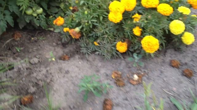 Мой ласковый и нежный зверь смотреть онлайн
