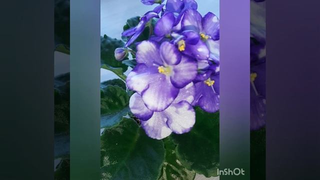 фиалка/сенполия "Optimara Smoky Mountains" спорт смотреть онлайн