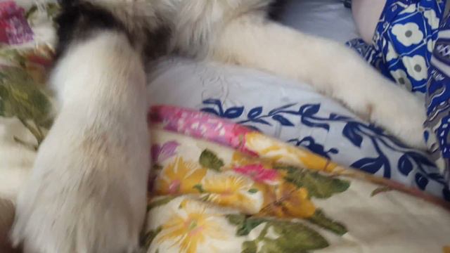 Маламут Одяша нападает на хозяйку / Malamute attacks mistress / МАЛАМУТЛЯНДИЯ смотреть онлайн