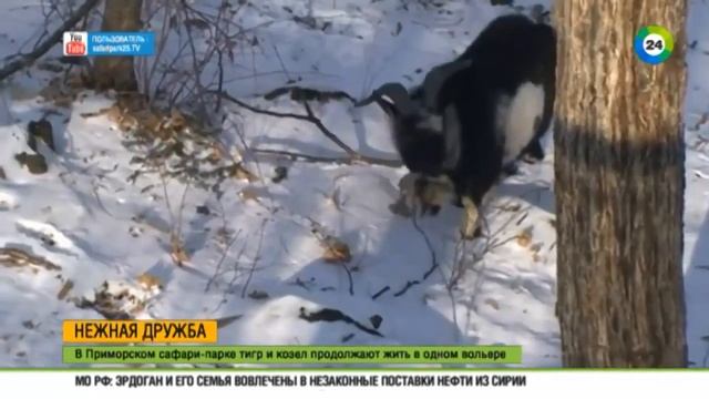 Тигр Амур учит козла Тимура охоте смотреть онлайн