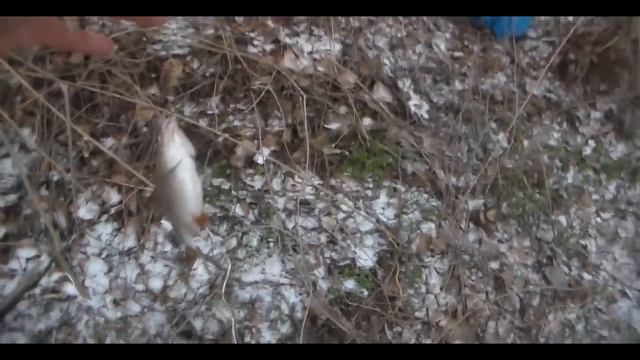 Запорожье .ул. Скальная 14 декабря 2016 г. смотреть онлайн