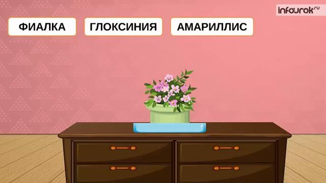 тема: КОМНАТНЫЕ РАСТЕНИЯ смотреть онлайн