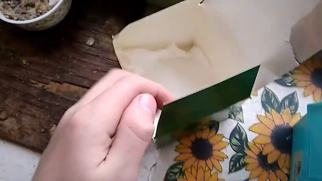 Выпуск птенца синицы на волю смотреть онлайн