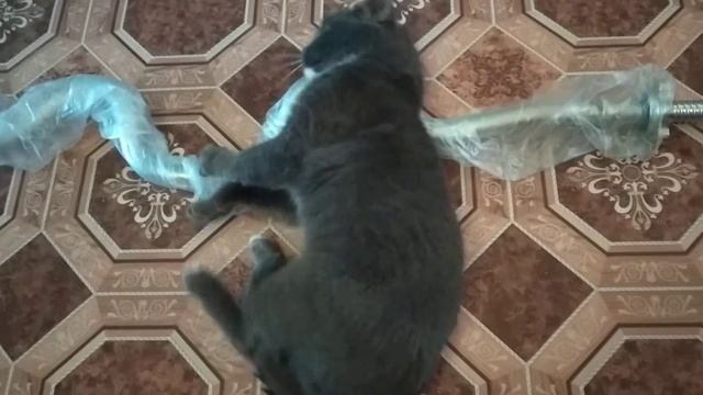 Муська 12 лет и w-образный гриф. смотреть онлайн