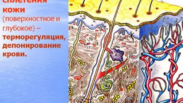 Кожа и ее производные. Видео лекция С.М.Зиматкин (23) смотреть онлайн
