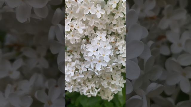 Белая сирень смотреть онлайн