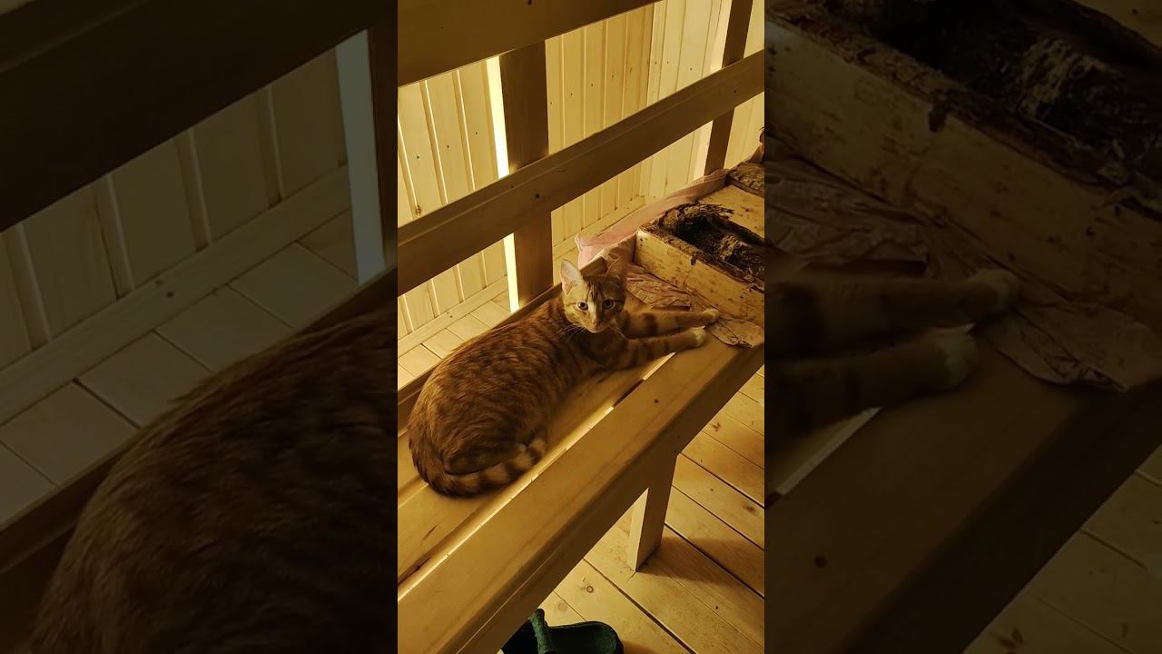 Кот в парной