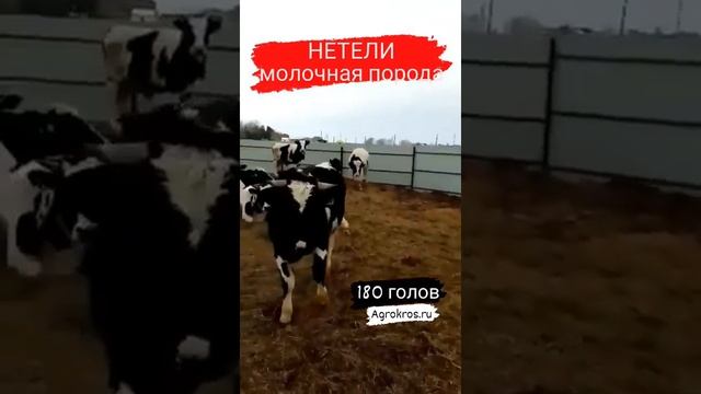 Колштинская порота молощный порода #крс смотреть онлайн