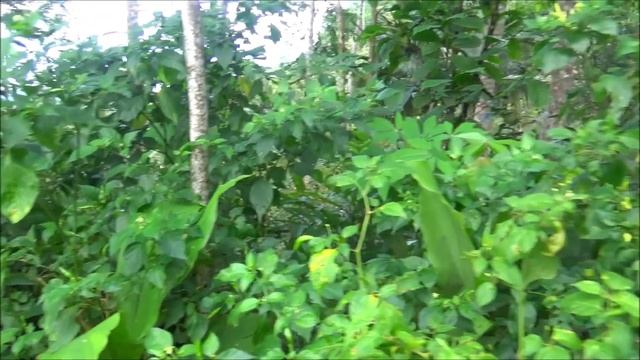 Tabasco pepper (Capsicum frutescens) - part 1 смотреть онлайн