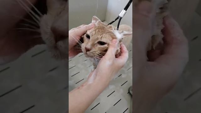 Как часто можно мыть кошек? смотреть онлайн