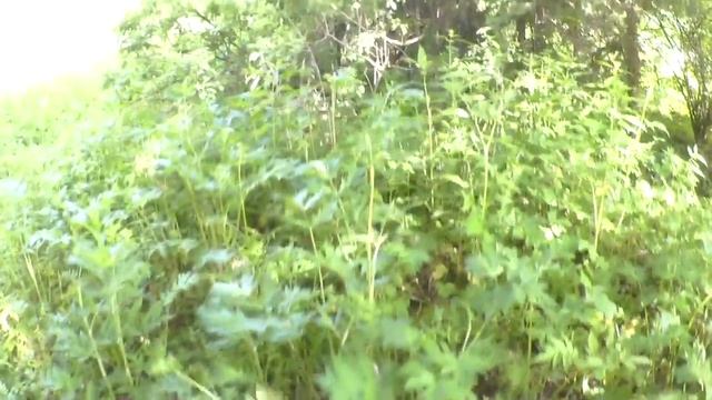 АКА Сигнум и АКА Сорекс - Нашли Кошель царских монет / Поиск кладов / Поиск с металлоискателем смотреть онлайн