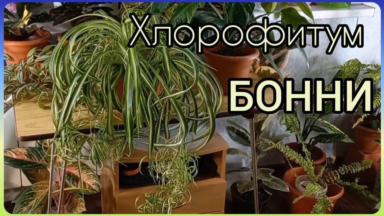 Самый любимый всеми цветок?Хлорофитум Бонни?Простое размножение за 11 дней?Как выбрать деток?