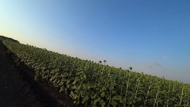 Серж Дур-Дачник. ПОДСОЛНУХ - ЦВЕТОК СОЛНЦА. Вечер 26 июня 2019 год. В полях.