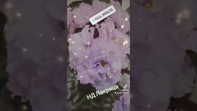 НД "Лакрица". #фиалка #цветывдоме #фиалкисортовые #фиалкипочтой #осень2021 #красиво смотреть онлайн